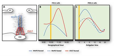 Food Entrainment, Arousal, and Motivation in the Neonatal Rabbit Pup